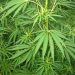 Cannabis