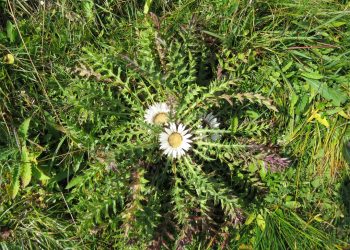 Carline thistle