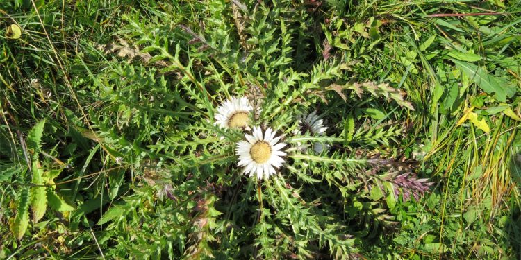 Carline thistle