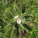 Carline thistle