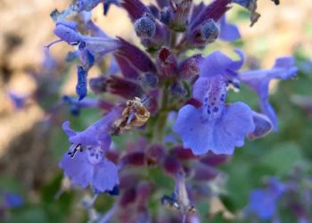 Catmint