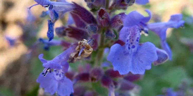 Catmint