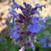 Catmint