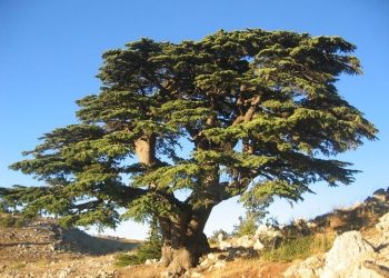Cedar of Lebanon