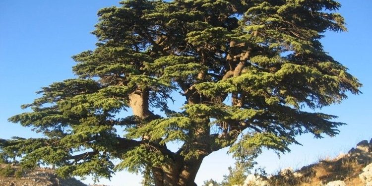 Cedar of Lebanon