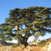 Cedar of Lebanon