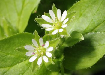 Chickweed