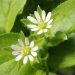 Chickweed