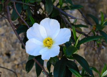 Cistus