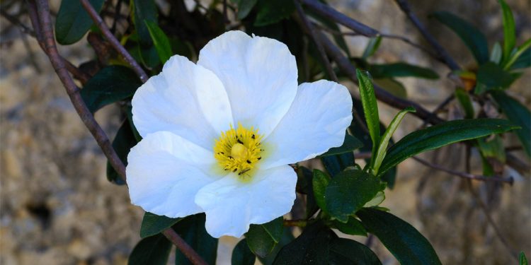 Cistus