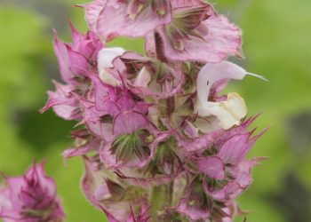 Clary sage