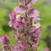 Clary sage