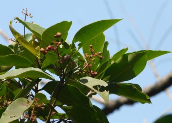 Clove tree
