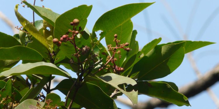 Clove tree