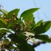 Clove tree