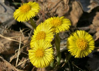 Coltsfoot