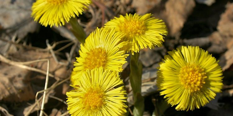 Coltsfoot
