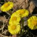 Coltsfoot