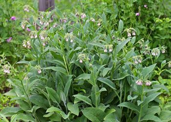 Comfrey