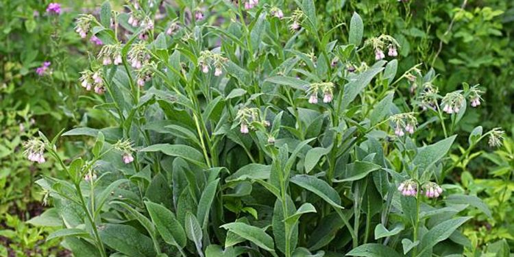 Comfrey