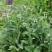 Comfrey
