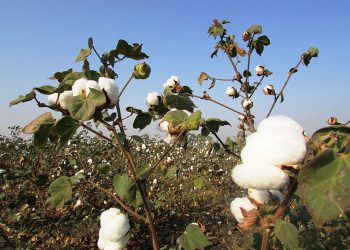 Cotton tree