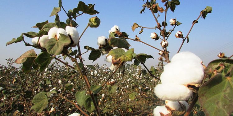 Cotton tree