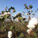 Cotton tree