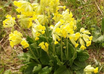 Cowslip