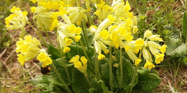 Cowslip