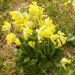 Cowslip