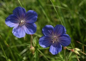 Cranesbill