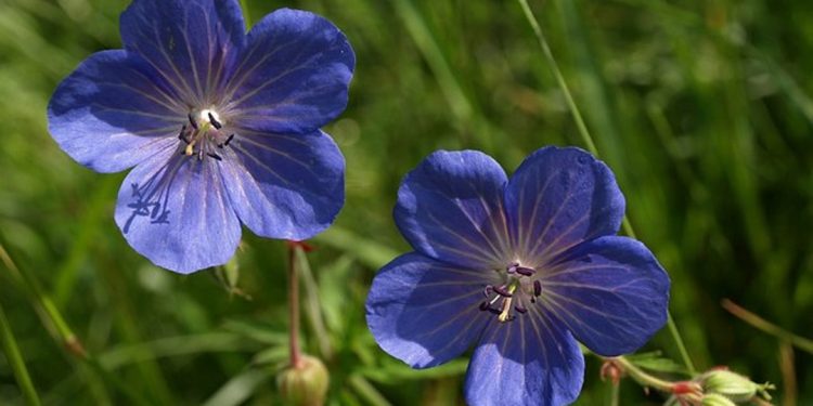 Cranesbill