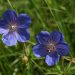 Cranesbill
