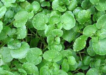 Cress