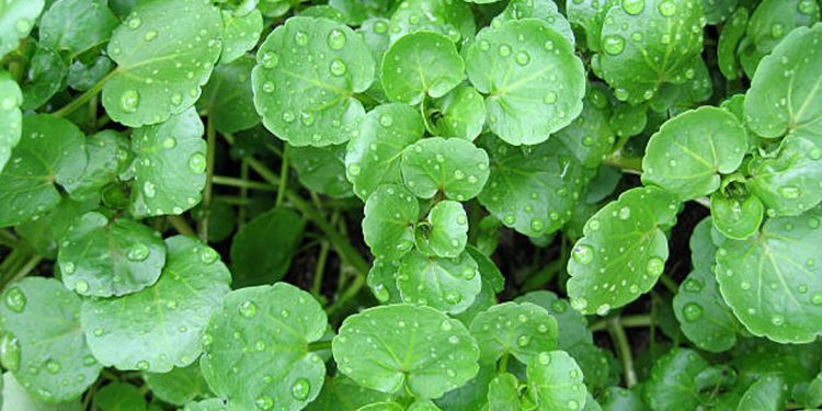 Cress