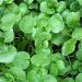 Cress