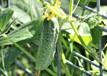 Cucumber