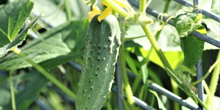 Cucumber