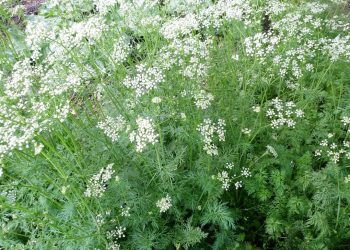 Cumin