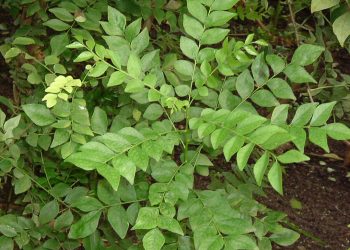 Curry plant