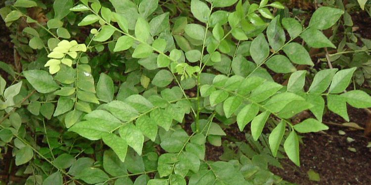 Curry plant – Plants