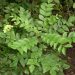 Curry plant