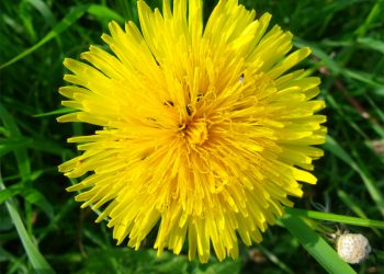 Dandelion