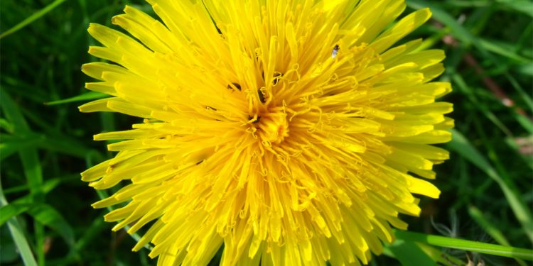 Dandelion
