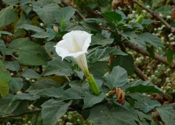 Datura