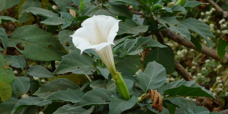 Datura