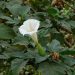 Datura
