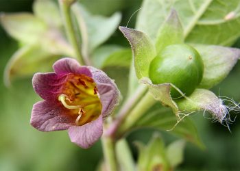 Deadly nightshade