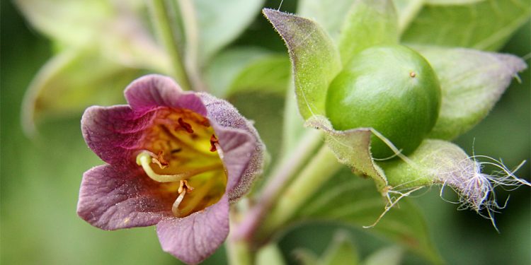 Deadly nightshade